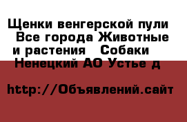 Щенки венгерской пули - Все города Животные и растения » Собаки   . Ненецкий АО,Устье д.